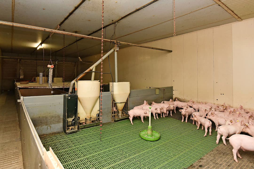 In dat geval is wel uitbreiding nodig, want het huidige bouwblok is volgebouwd. Uitbreiding is echter mogelijk. Rechts van de stallen ligt 1,1 hectare, links 1,6 hectare. Van dat oppervlak is 0,9 hectare  extra bouwblok . In overleg is die grond eventueel ook te koop.
