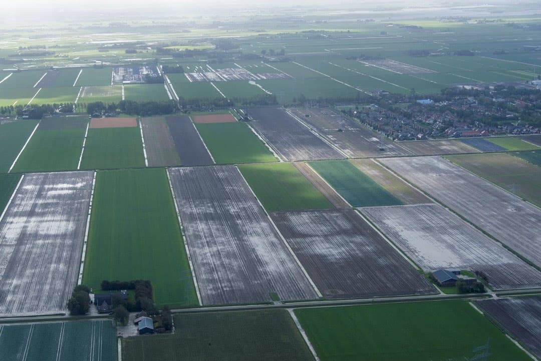 Bij Dronten is men begonnen met de peenoogst.