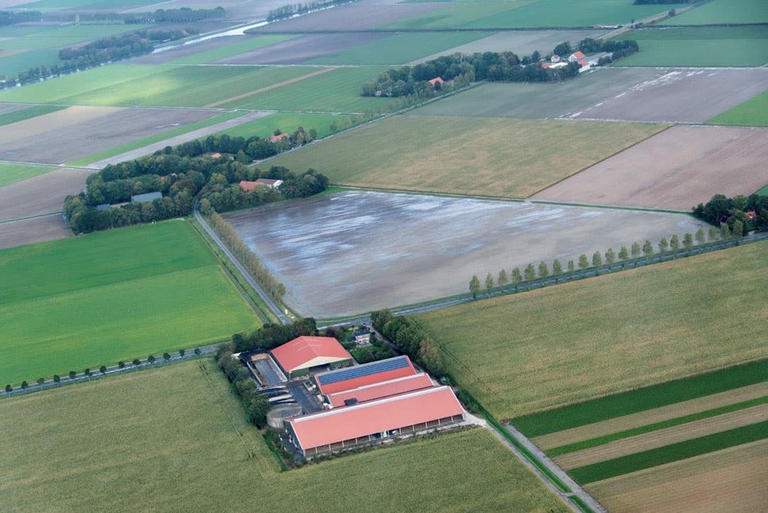 Hier liggen nog uien op het land. Het is wachten op droog weer om verder te kunnen met het inschuren.