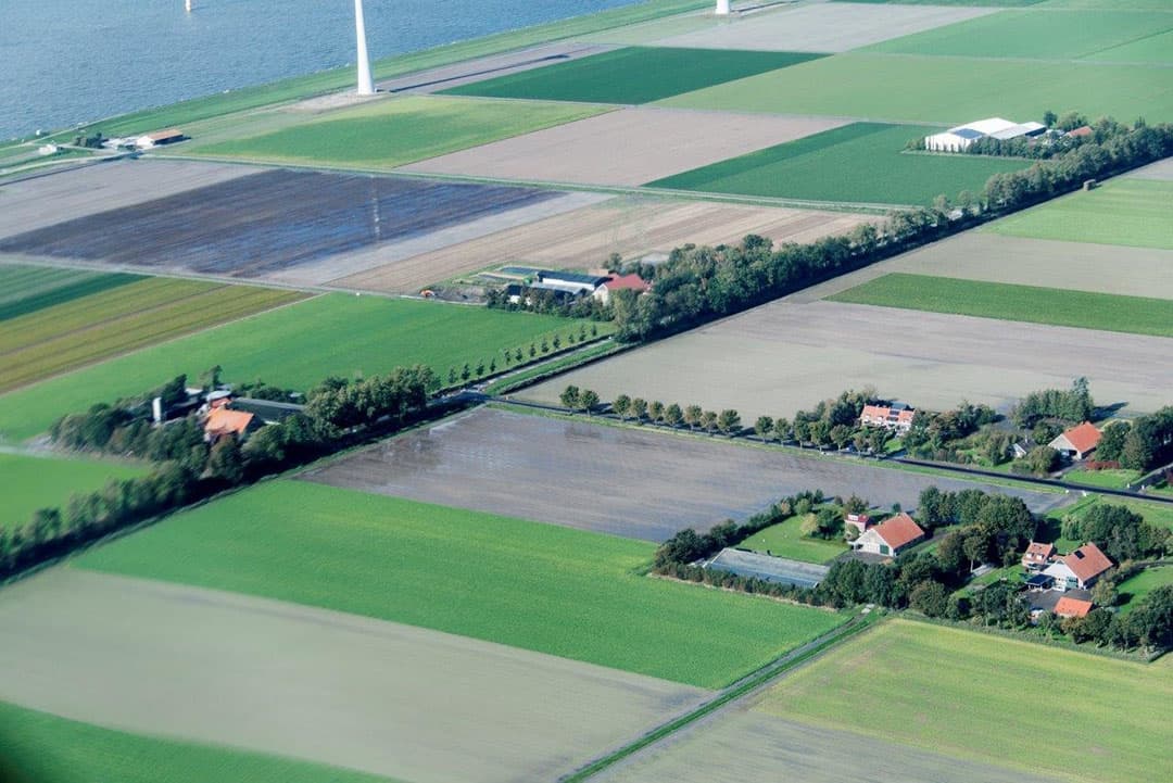 Bollenplanten bij Lelystad. Ook hier gaat het best goed. Conclusie: Oost- en Zuid-Flevoland hebben minder regen gehad dan het noorden van de NOP en tussen Enkhuizen en Alkmaar, zover wij gezien hebben.