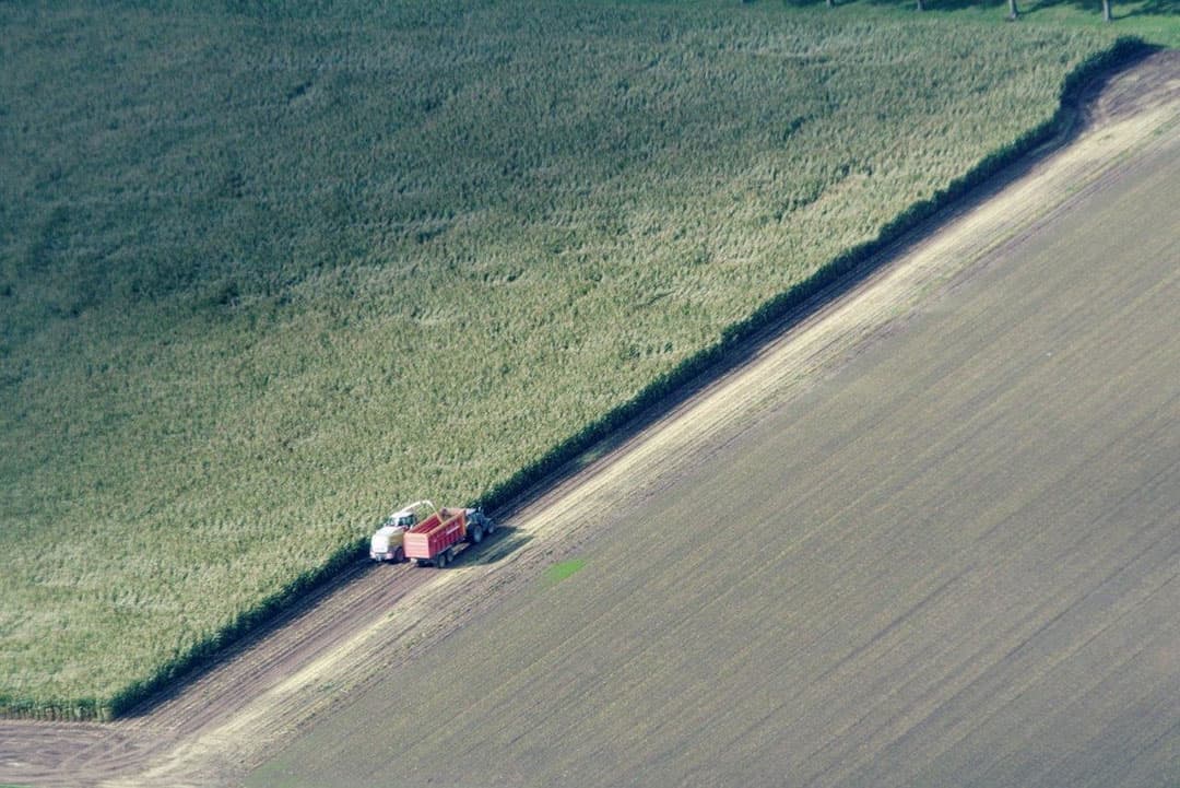 Het inschuren van de zaaiuien is even onderbroken en de beide gewassen er omheen laten nog wat droogteschade zien.  (tussen Zeewolde en de A6)