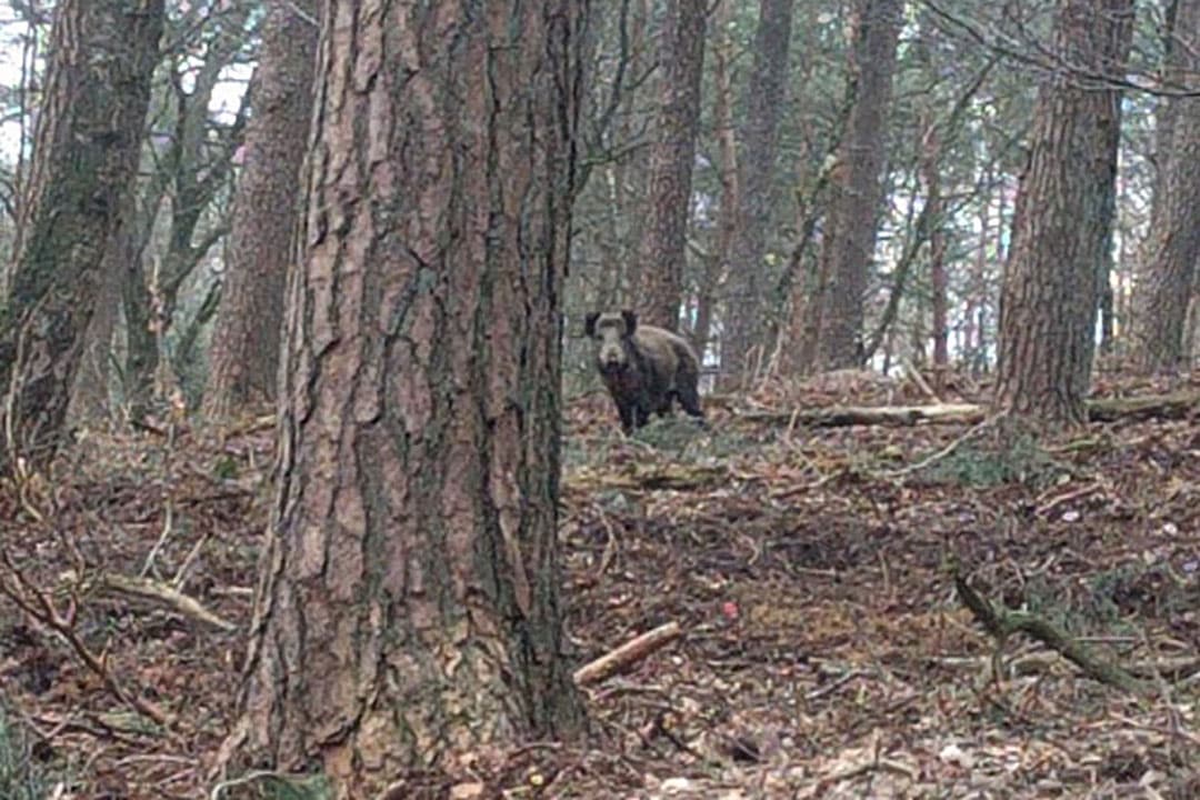 Foto: Boerderij