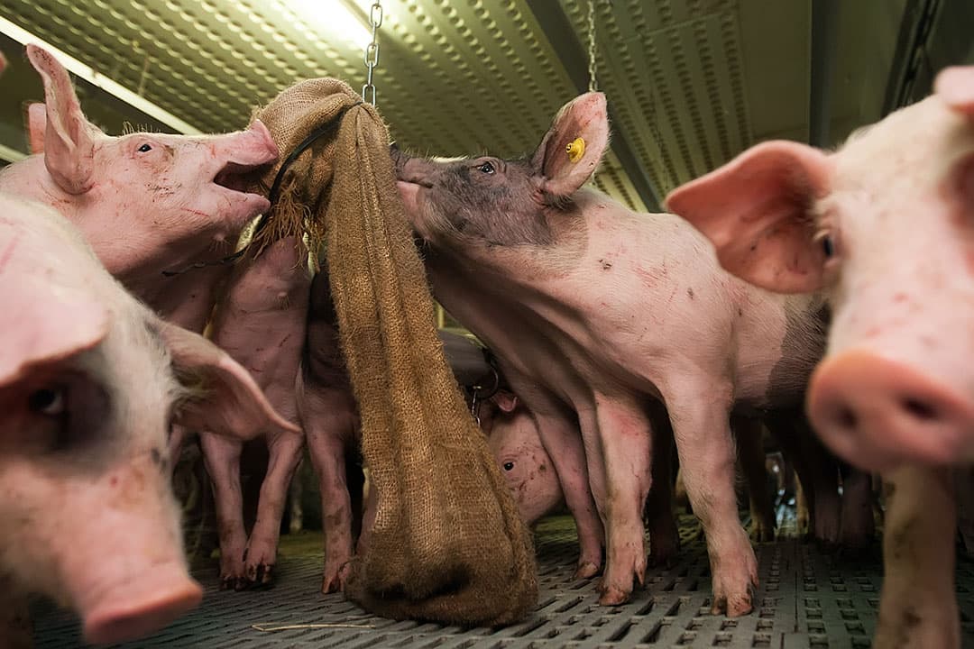 Varkens die spelen met afleidingsmateriaal. - Foto: Ronald Hissink