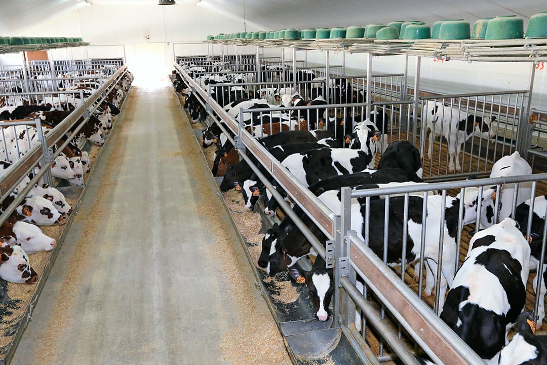 Archieffoto van kalveren in een opfokstal. - Foto: Henk Riswick