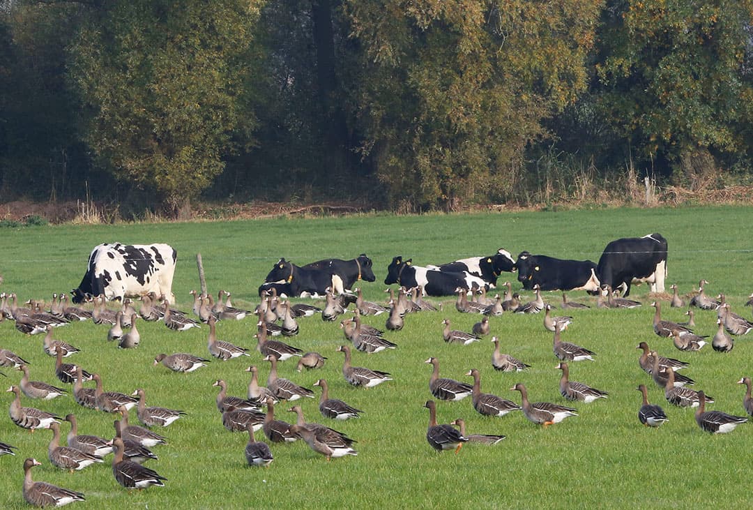 Foto: Henk Riswick