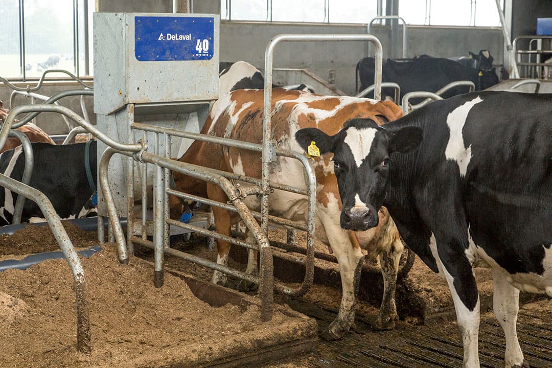 Foto: Koos Groenewold