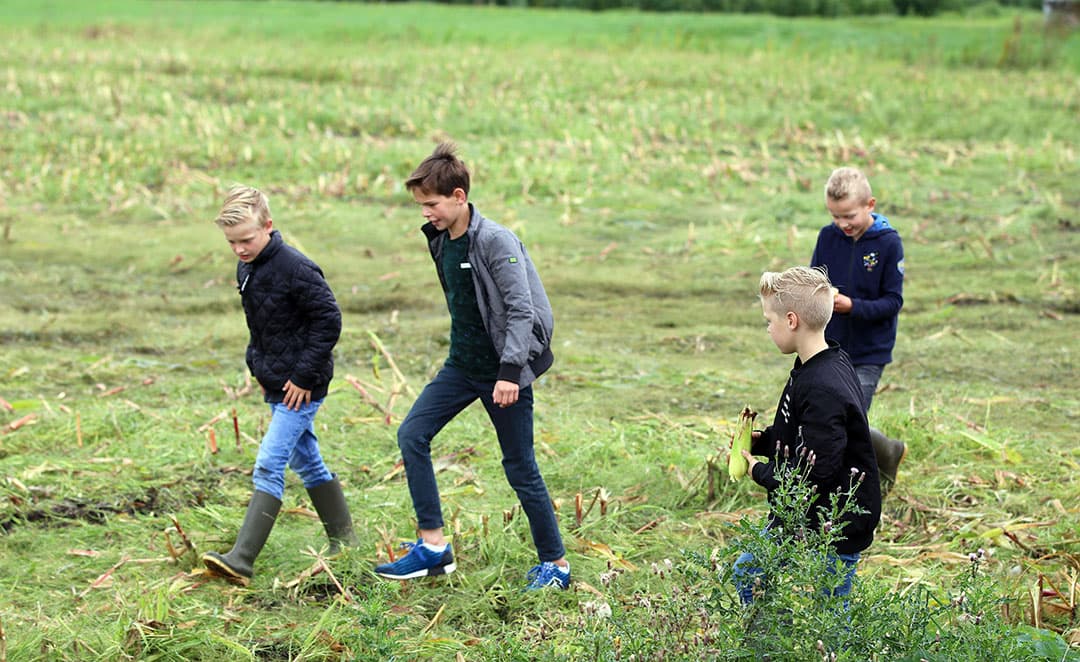 De maisoogst is en blijft een indrukwekkend schouwspel: grote machines, veel vaart en die bijna eindeloze stroom haksel die in de kipper spuit. - Foto s: Harm Hoeve