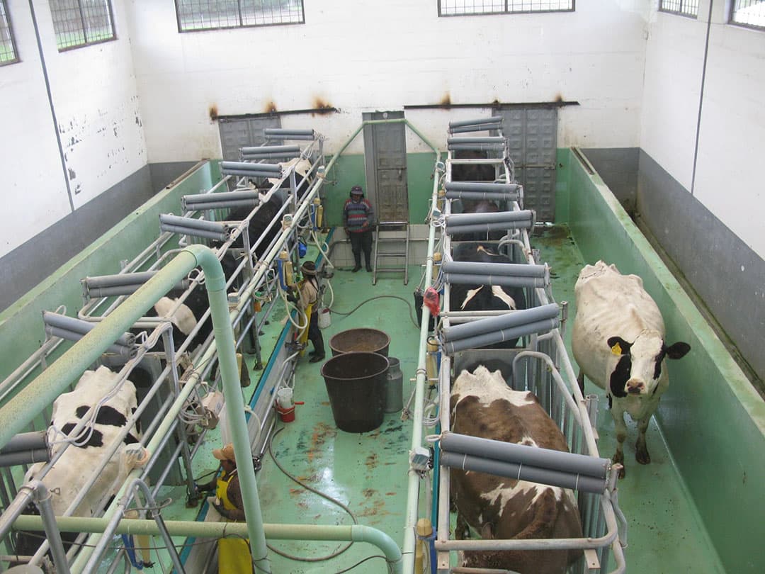Ook bij het melken zijn vier à vijf mensen betrokken. Uiers schoonmaken, onderhangen, een bij de inlaatdeuren, een om op te drijven en een voor de schoonmaak in de stal. De melkprijs bedraagt zo n ¬  0,40 per liter. In de winkel kost melk circa ¬  0,90 per liter. Overigens is de US-dollar het betaalmiddel in Ecuador.