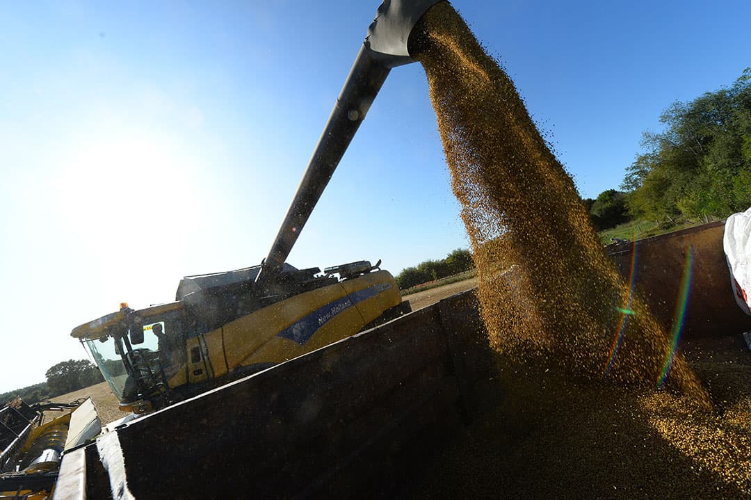 De oogstmedewerkers zoeken de hoogte op. Ook de oogst van dadels is in volle gang, zoals hier in Deir al-Balah, in de Gazastrook in Palestina.   Foto: AFP