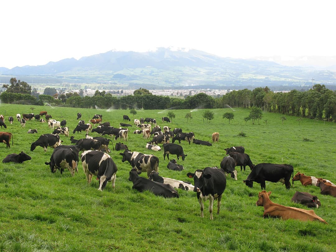 Hoogteziekte  zorgt rondom het afkalven voor problemen en aanmerkelijke uitval. De ijle lucht en beperkte capaciteit van longen en hart maken dat Holstein-melkkoeien binnen korte tijd wegkwijnen. Een kleiner dubbeldoeltype met ronde ribben en bredere voorhand heeft meer reserves en hardheid. Kruislingen kunnen zich prima redden.