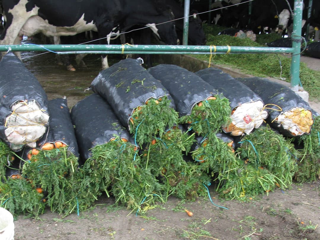 De melkveebedrijven zijn veelal in eigendom van rijkere (handels)families, die een lange traditie hebben in handel en landbouw. Zo heeft Ecuador een goede export van gewassen, zoals granen, bananen en broccoli, die voornamelijk richting de VS gaan.