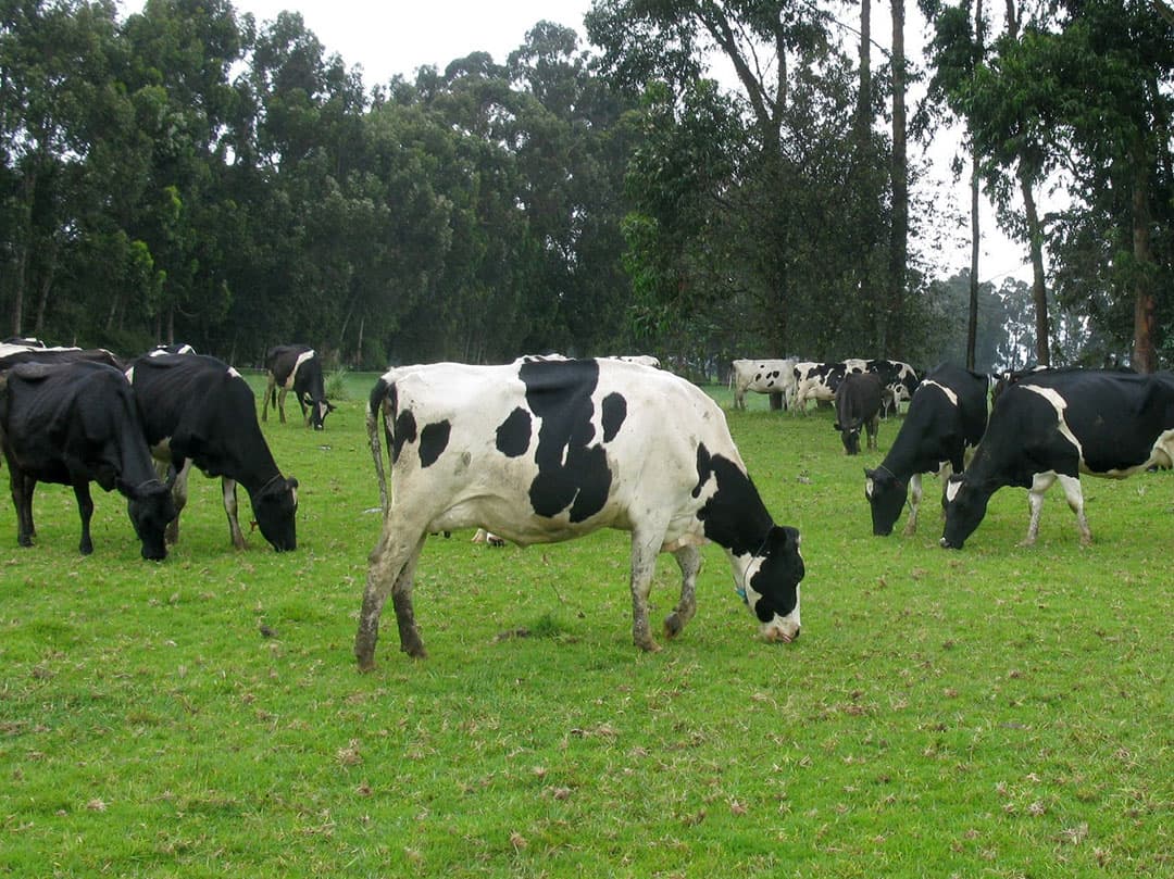 De melkveehouderijsector staat nogal onder invloed van de VS. Machines, gewassen, genetica en advies komen uit Noord-Amerika. De Holstein-koe is echter niet bestand tegen het klimaat, de hoogte en het management zoals die in Ecuador zijn.