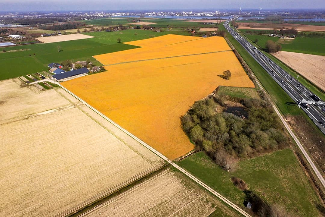 Foto: Ronald Hissink