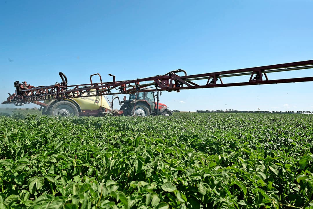 Aardappelen beschermen tegen phytophthora. Zeker in deze vochtige nachten blijft dat noodzakelijk in een groeiend gewas.