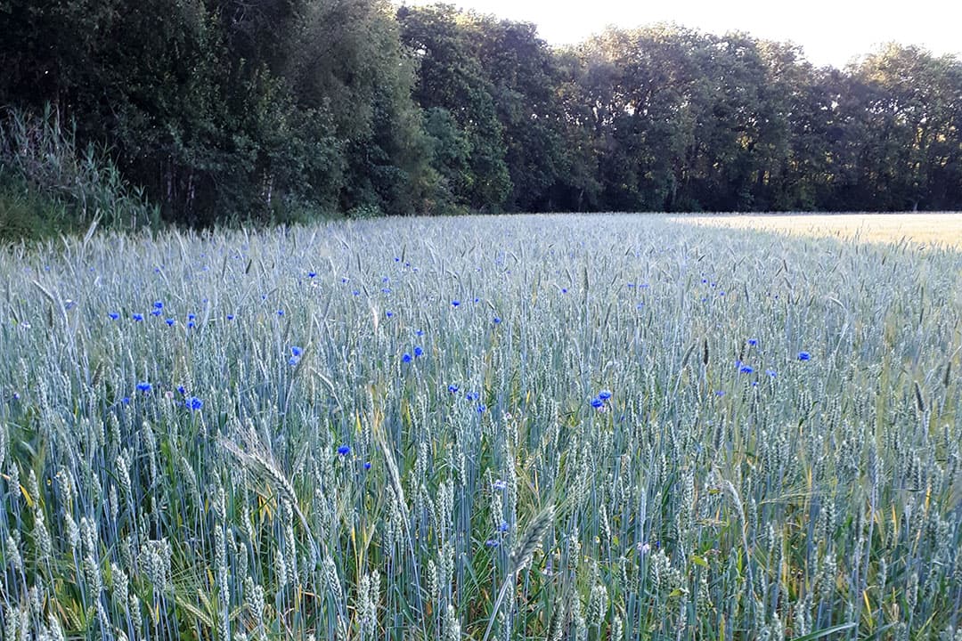 Foto: Boermarke Zeijen