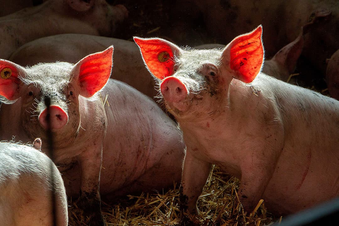 Foto: Ronald Hissink