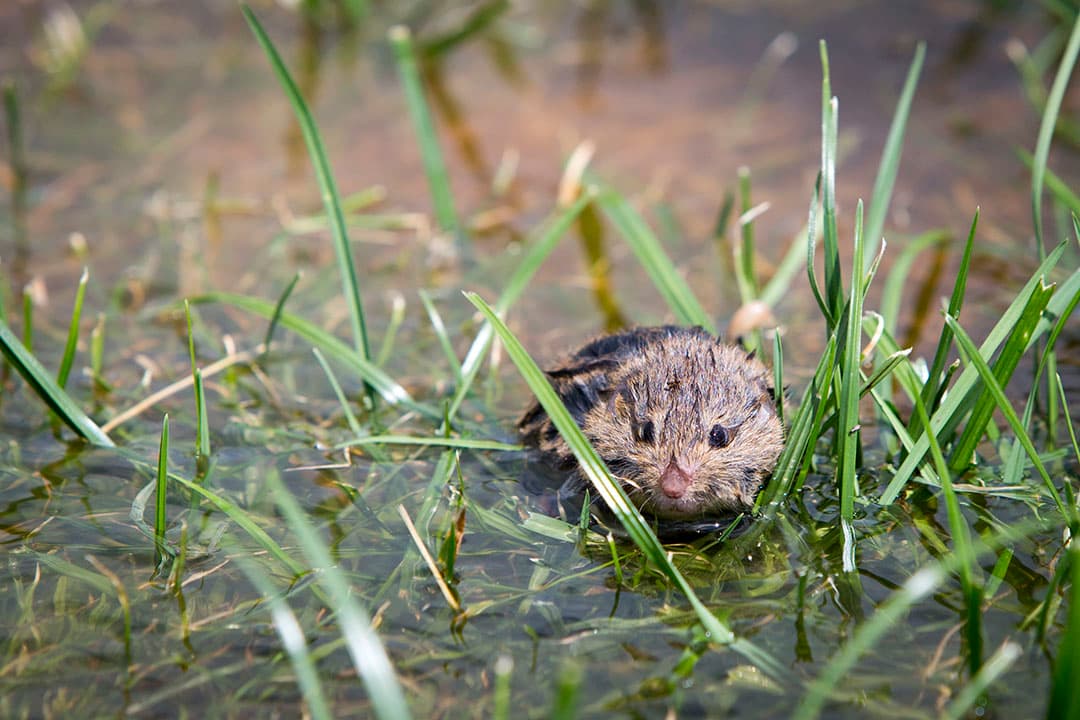 Foto: Anne van der Woude