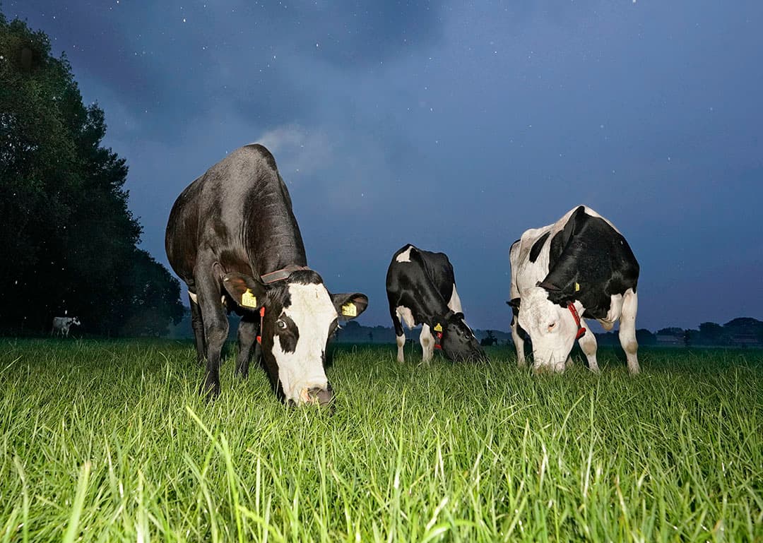 Foto: Ruud Ploeg