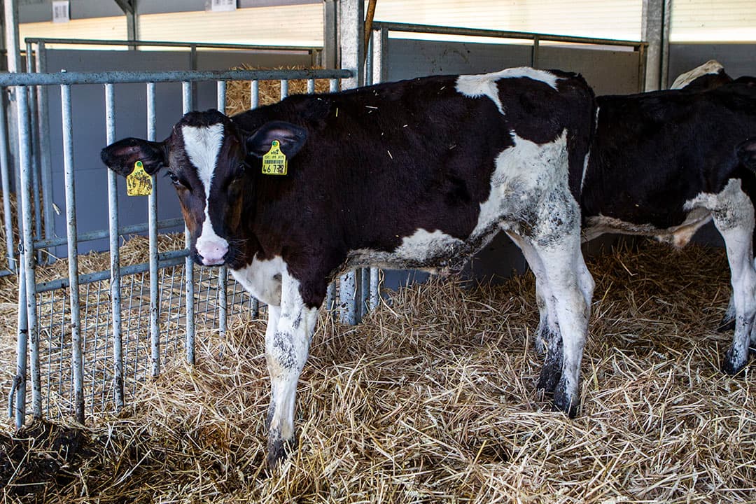 Het onderzoek werd uitgevoerd met 30 kalveren verdeeld in 3 groepen met elk een verschillend rantsoen. Alle kalveren kregen een melkschema van 43 kilo in 10 weken. Groep 1 kreeg vanaf 2 weken leeftijd tot 14 weken oud ruwvoerbrok.