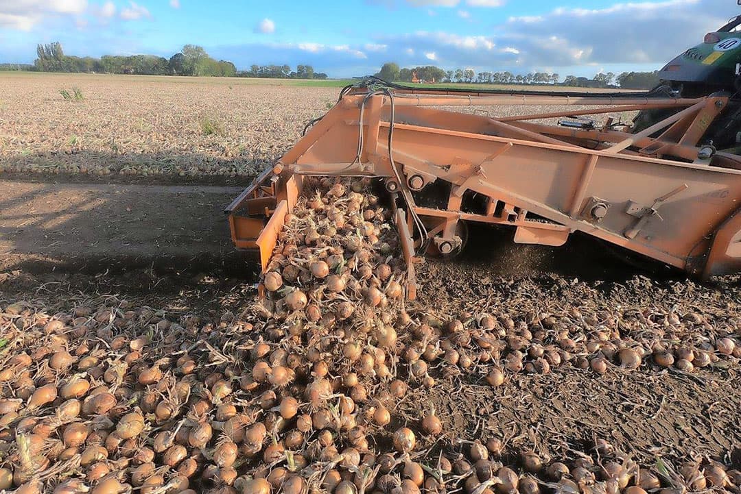 Het gaat heel mooi en onder deze omstandigheden drogen de uien heel snel op het land.