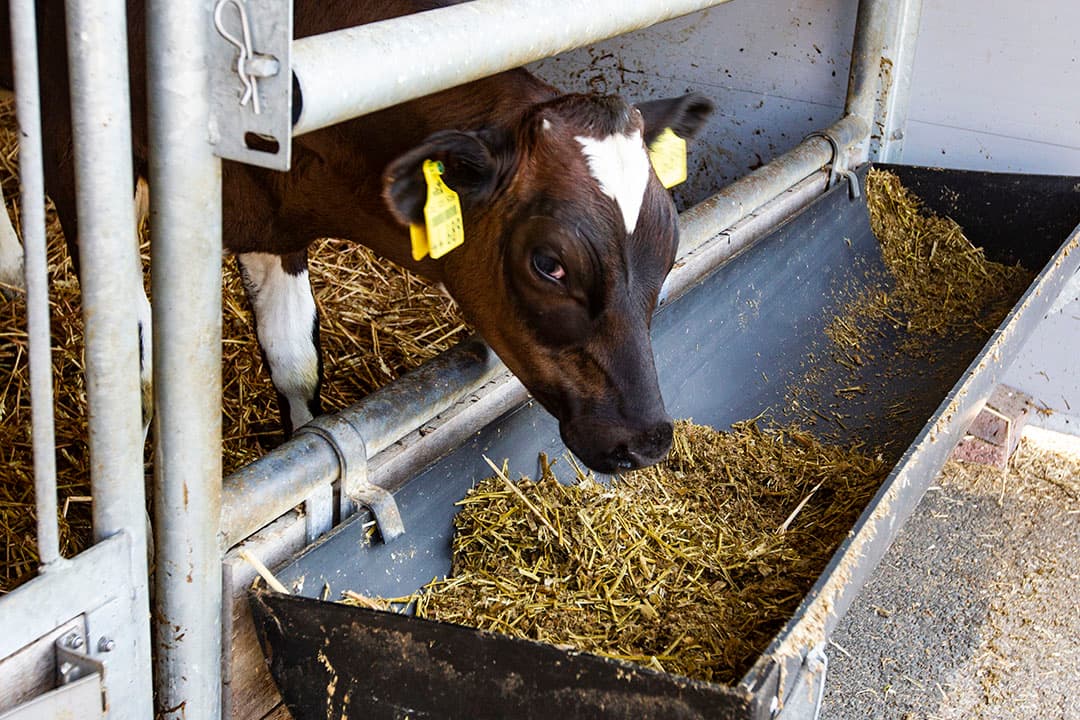 Ruwvoerbrok is volgens het Alpuro Breedingconcept geschikt om in de eerste 3 levensmaanden onbeperkt te voeren.