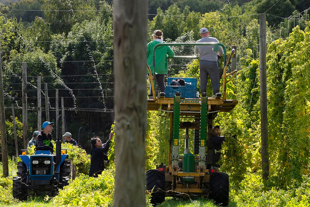Het is weer tijd voor de jaarlijkse veeverhuizing uit de bergen naar het dal. In Bad Hindelang, in het zuiden van Duitsland worden de dieren in de mist naar huis gebracht. - Foto: AFP
