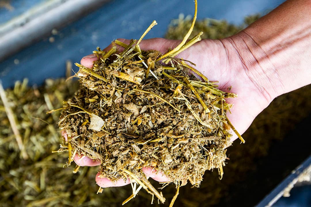 De afgelopen maanden voerde Alpuro Breeding een voerproef uit in haar proefstallen in Scherpenzeel. Het doel was om het effect van voeding in de eerste 14 weken op de pensontwikkeling van fokkalveren te bepalen. Op de achtergrond Herbert Bouwers, directeur Alpuro Breeding (links) en Harmen Endendijk, hoofd R&D. - Foto's: Ronald Hissink