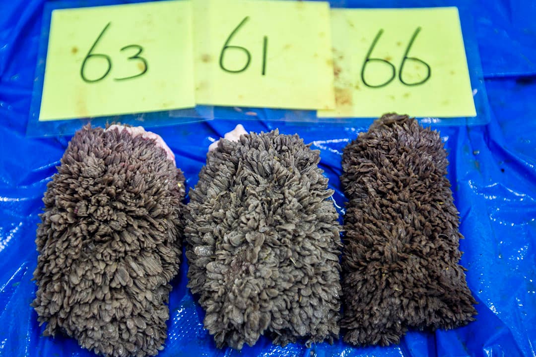 Op 12 weken leeftijd hadden de kalveren uit groep 3 een gemiddeld gewicht van 112,1 kilo en uit groep 1 en 2 respectievelijk 128,4 kilo en 126,0 kilo.