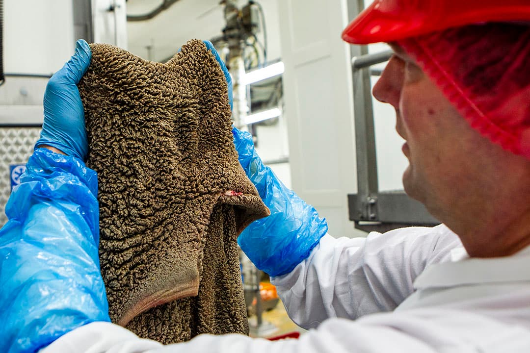 Na het slachten van 2 kalveren uit elke groep bekijken Bouwers, Endendijk en Joan Somers van de afdeling R&D naar de pensontwikkeling van elk kalf. Kalveren met veel penspapillen per vierkante centimeter en lange papillen hebben de beste penswerking met een hoge groei.