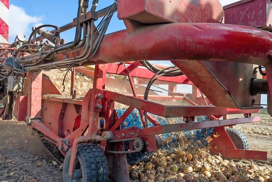 Hier op een perceel bij Tollebeek worden de brede zwaden opgeladen met een Grimme DLS 1700 wagenrooier die het brede zwad van 1,40 meter over de volle breedte opraapt.