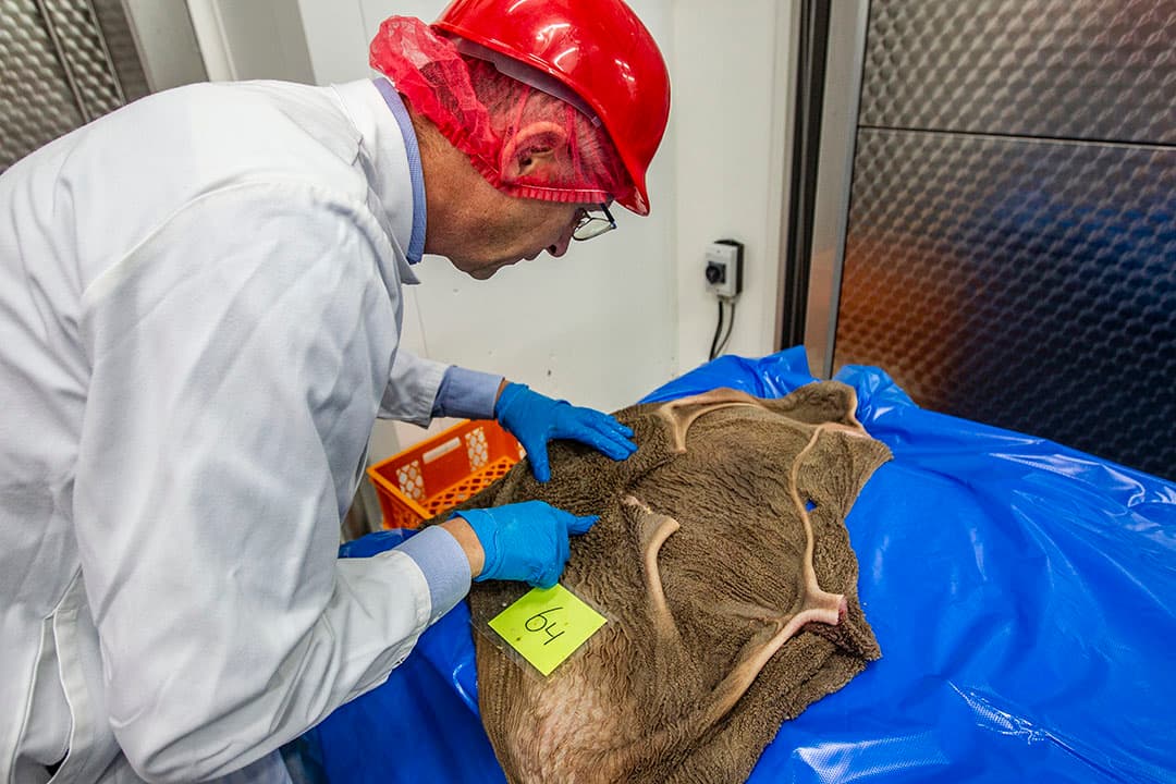 Follow Upbrok wordt normaliter vanaf een leeftijd van 3 maanden tot een half jaar onbeperkt gevoerd. Sommige veehouders voeren deze brok gemakshalve ook in de eerste 3 maanden. De kalveren groeien dan minder hard dan bij het voeren van ruwvoerbrok in de eerste 3 maanden.