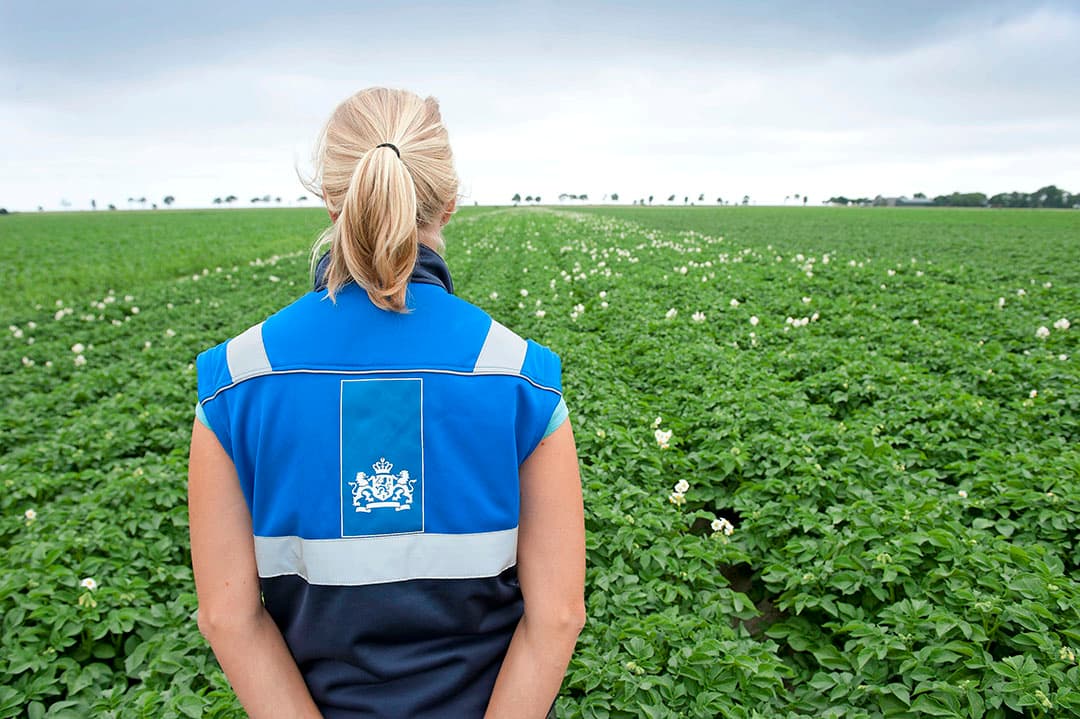 Een keurmeester van de NAK loopt door een perceel pootaardappelen om de kwaliteit te controleren. Pootaardappelen moeten verplicht worden gekeurd door de NAK, zowel tijdens het groeiseizoen als na de oogst. - Foto: Mark Pasveer