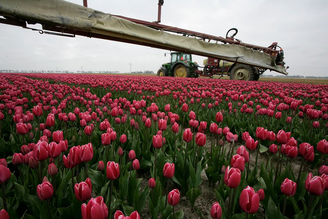 Foto: Koos Groenewold