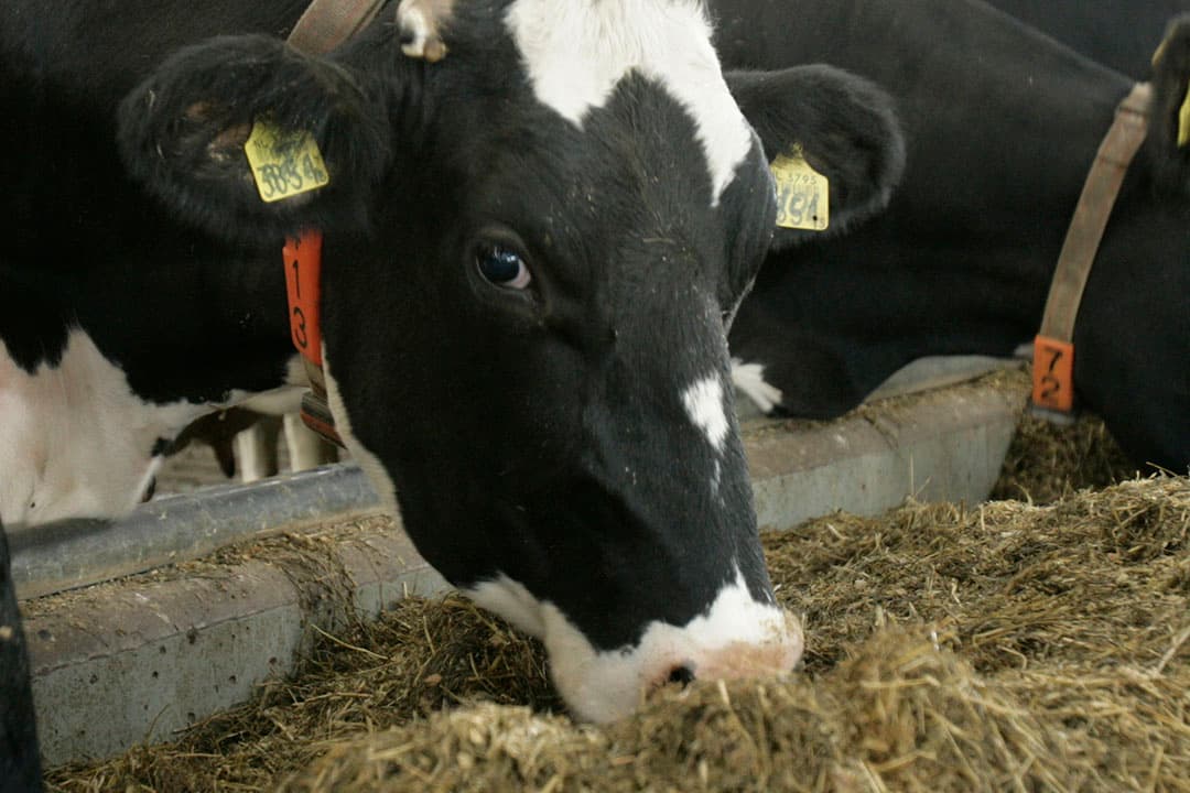 Foto: Jan Willem Schouten