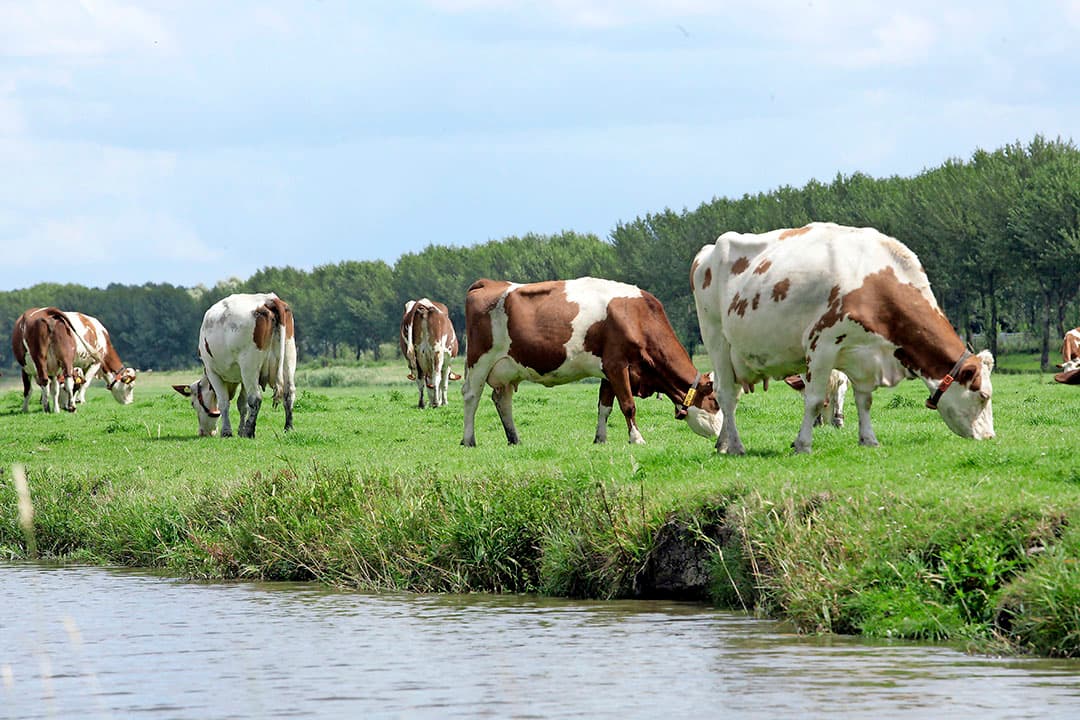 Foto: Henk Riswick