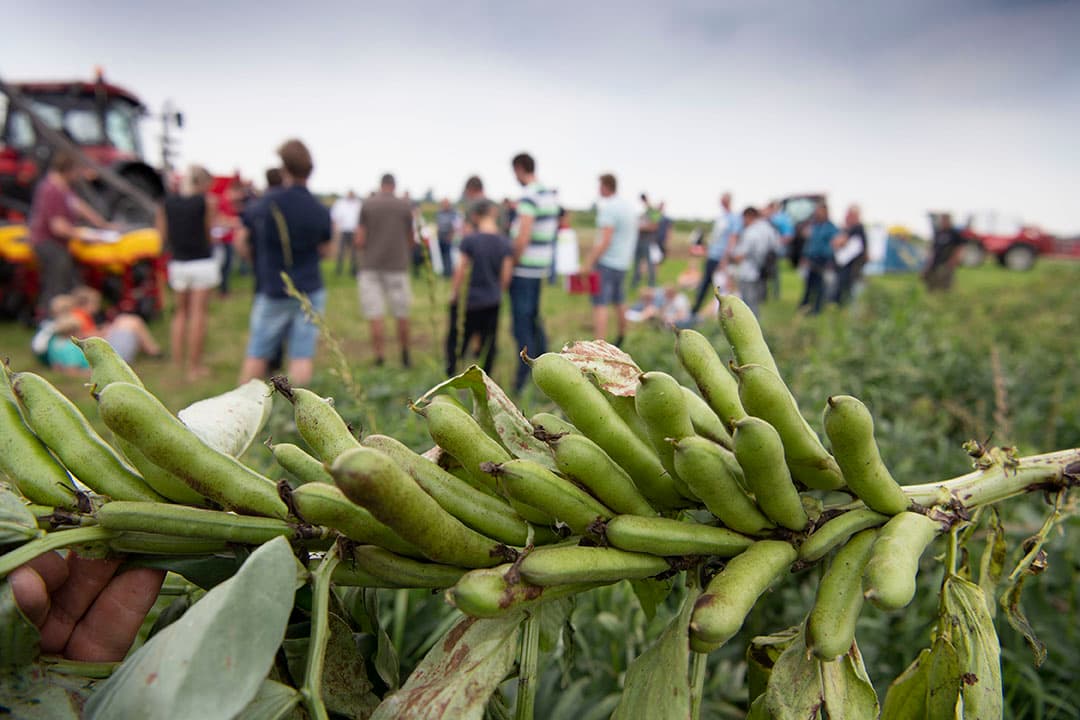 Steeds meer Nederlandse boeren gaan veldbonen telen. Tot dusver vooral voor feedtoepassingen ofwel verwerking van veldbonenmeel tot veevoer. Het isoleren van eiwit uit bonenmeel kan de veldbonenteelt flink stimuleren en het teeltrendement verhogen.