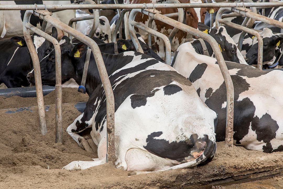 Foto: Koos Groenewold