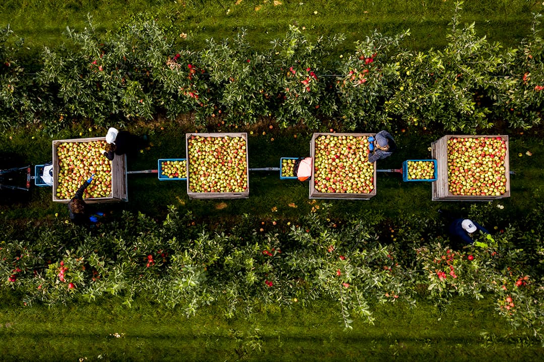 Bert Groenhage is alvast begonnen aan het klaar maken voor het volgend seizoen. De planning is dat er volgend jaar aardappelen op komen. De grond is droog, dus de 6-schaar wentelploeg gaat soepel door de grond heen. - Foto: Koos van der Spek