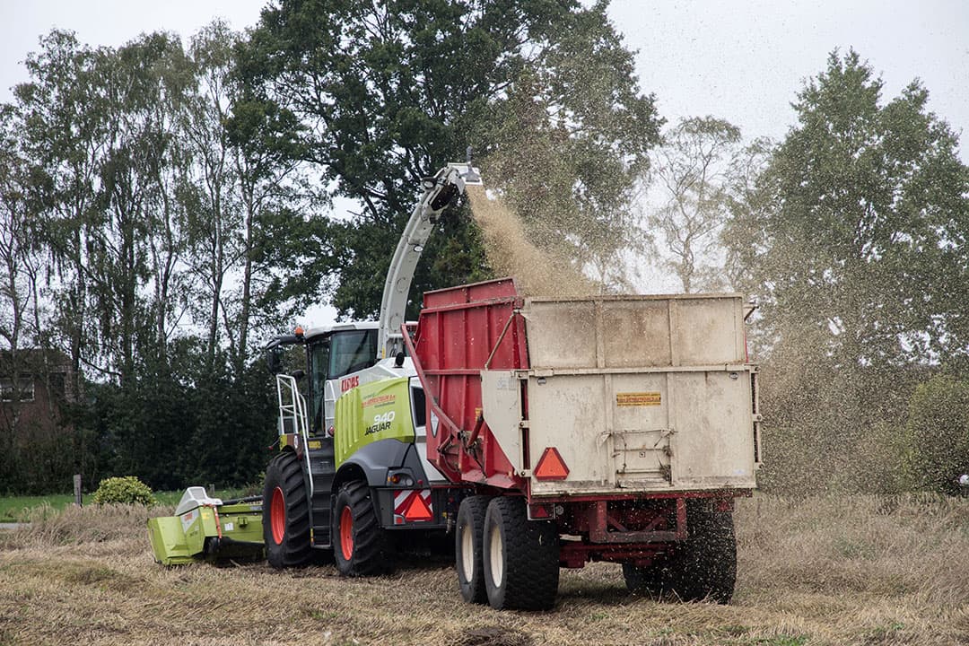 Ambient was inderdaad al goed om te hakselen en is dus duidelijk een erg vroeg ras en daardoor ook nog laat te zaaien, volgens kwekers zelfs nog tot 20 juni. Het gewas ontwikkelt zich door de korte groeiperiode minder massaal en is daarom ook geschikt voor een mengteelt. Op het proefveld zijn klimbonen met de mais meegezaaid, met als doel het eiwitgehalte wat op te schroeven. In het buitenland gebeurt dat al wat vaker, maar het is nog experimenteren welk gewas of ras het meest geschikt is en wat het uiteindelijk oplevert.