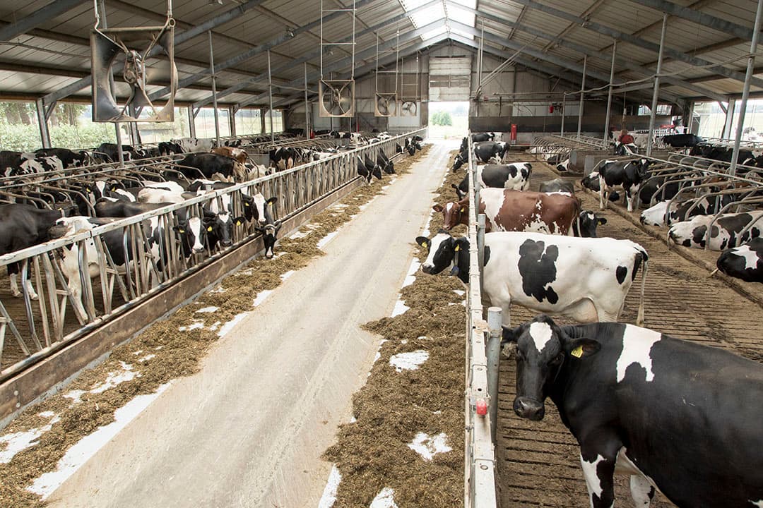 De nieuwe stal is in 2015 in gebruik genomen. Er is extra aandacht besteed aan licht, ruimte en koecomfort.