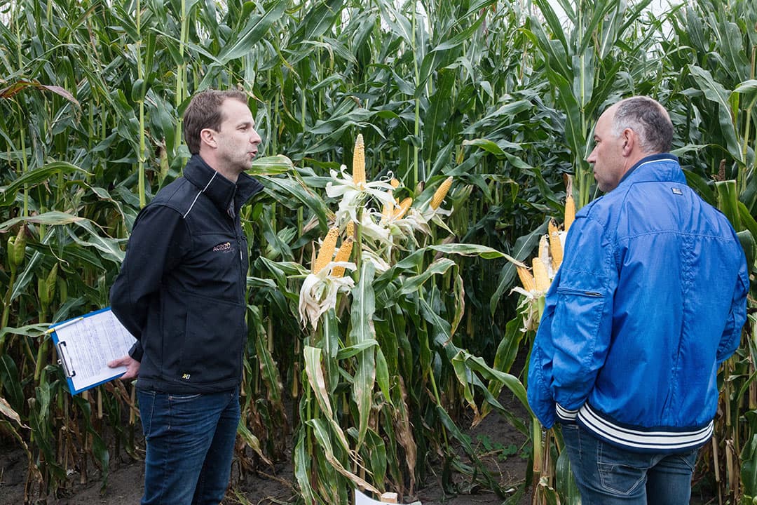 De gehakselde mais wordt met de gehakselde triticale gemengd en met een stationaire Orkel-pers in ronde balen gedraaid. Zo wordt het betrekkelijk kleine partijtje kuilvoer toch goed geconserveerd. De bezoekers hadden een leerzame middag. Niet al hun vragen zullen zijn beantwoord, maar door eens wat te proberen, kun je toch veel leren.