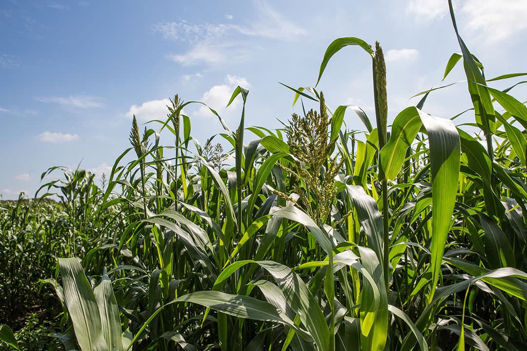 Vorig jaar had hij de sorghum nog in ronde balen opgeslagen. Dit jaar gaat Van Bakel de sorghum verwerken in een laag tussen de maiskuil, want dat is goedkoper en het werkt makkelijk.