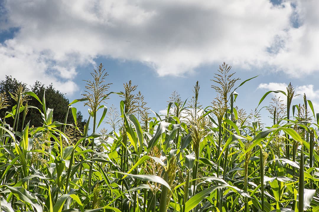 Sorghum bevat meer ruwe celstof dan mais. Het levert niet alleen structuur, maar tevens ook meer voederwaarde dan stro.