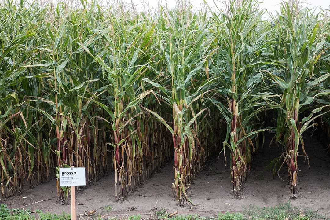 Links het deel waar alleen mechanische onkruidbestrijding is toegepast. Daar staat behoorlijk gras, maar ook meer onkruid, onder andere muur. Spuiten en licht lijken twee factoren te zijn met grote invloed op de mate waarin de onderzaai succes heeft.