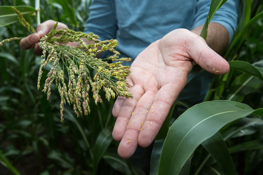 Een luchtfoto op 7 augustus 2019 met rechts sorghum van Van Bakel en links mais van de buurman. De sorghum is duidelijk een stuk langer dan de mais.