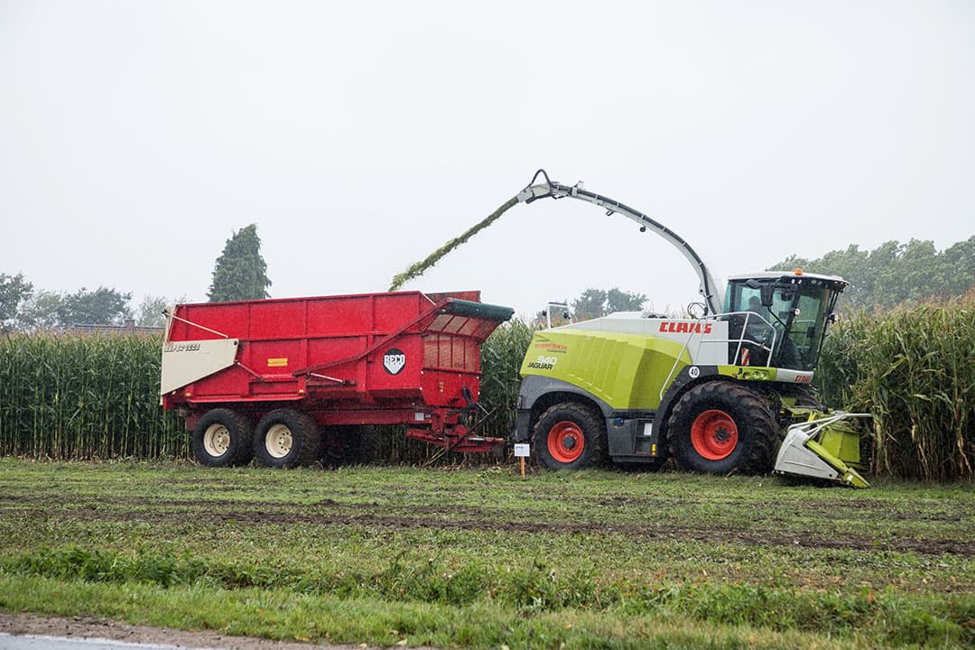 Er lijkt meer te spelen. Na een passage van de hakselaar komt onverwacht een stukje tevoorschijn waar een zaaielement even heeft gehaperd en daar staat gras, terwijl in de rest van dit perceeltje nauwelijks sprietjes zijn te vinden. Licht heeft dus kennelijk ook zijn invloed gehad. Had er achteraf gezien eerder gras gezaaid moeten worden? Leren door te proberen. Hoewel dit jaar ook de droogte vast en zeker een rol heeft gespeeld. Nu nog afwachten of het gras zich na de oogst nog goed gaat ontwikkelen.