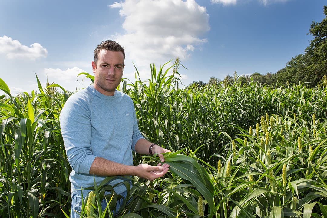 Sorghum is nog vrij onbekend in Nederland. Teelttechnisch kan het nog beter bijvoorbeeld met de zaaitechniek, onkruidbestrijding en beregening net voor de bloei.