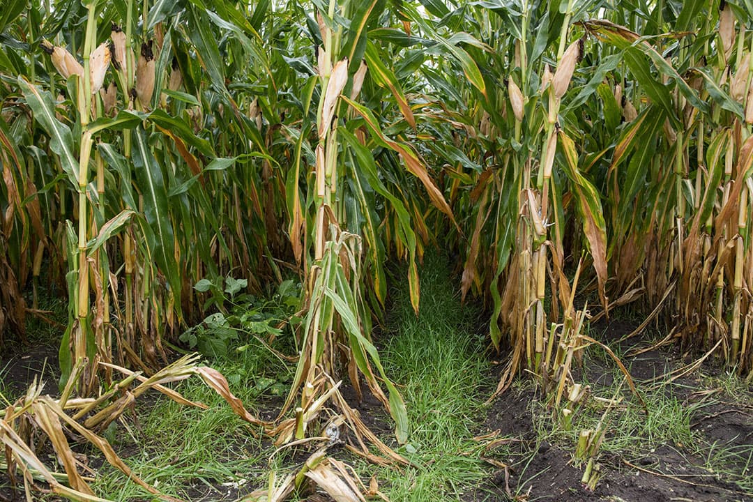 Een ander praktisch punt is het onderzaaien van gras. Op de proefveldjes is Italiaans en Engels raaigras gezaaid en rietzwenk, ook met verschillende bespuitingen voor onkruid en variatie in hoeveelheid zaaizaad. Er is gezaaid toen de mais op kniehoogte was en gespoten met een mengsel van 1 liter Landis en een halve liter Calaris, Milagro en Kart. Waar niet is gespoten, staat het gras er behoorlijk op, waar wel is gespoten, valt dat erg tegen. De toegepaste middelen beïnvloeden dus waarschijnlijk het succes van de onderzaai.