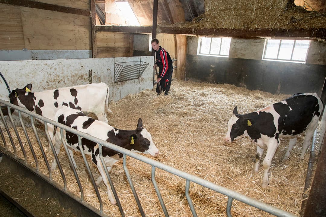 Het jongvee krijgt weidegang. Dat geldt niet voor de koeien. Die blijven jaarrond binnen. De droge koeien krijgen tussen april en oktober wel nog de beschikking over een vrije uitloop.