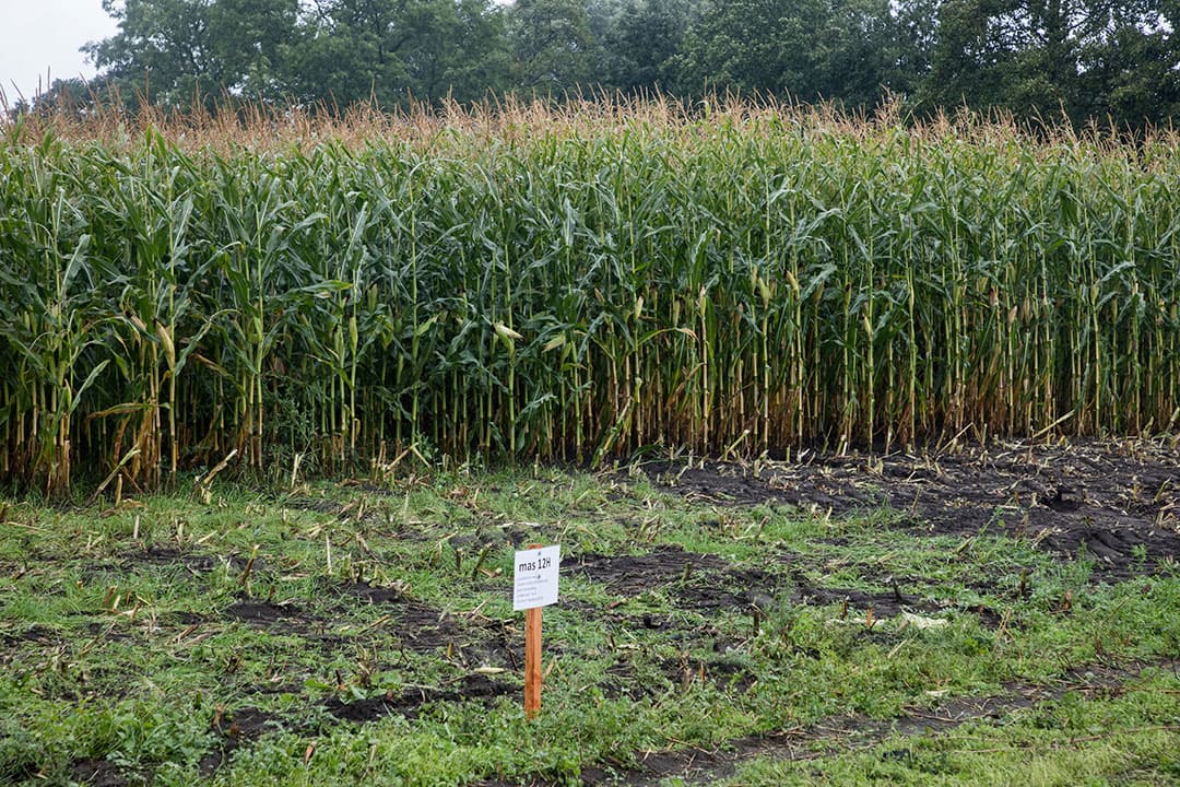 Grietje Raaphorst van Nordic Maize Breeding geeft uitleg bij het proefveldje met Ambient. Dat is een nog tamelijk onbekend ras, maar wel een extreem vroege mais (FAO 120). Ambient is een ras dat is gekweekt met als doel door een korte groeiperiode beter in te passen in een rotatie met andere gewassen. Vooral de biologische telers doen daar op dit moment hun voordeel mee. Ambient is een Nederlands product van een Nederlands bedrijf en wordt in Nederland vermeerderd. Het zaaizaad is zowel voor de biologische als de gangbare landbouw beschikbaar.